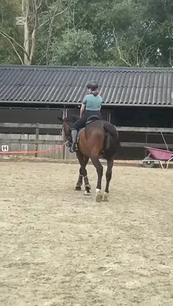 ⚠️Fake horse⚠️
