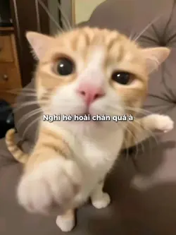 Nghỉ hè hoài chán