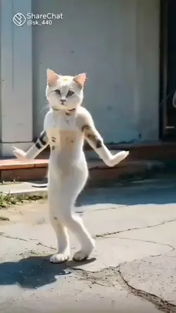 cat funny dance 