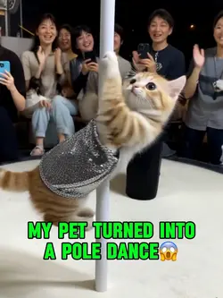 pet pole dance