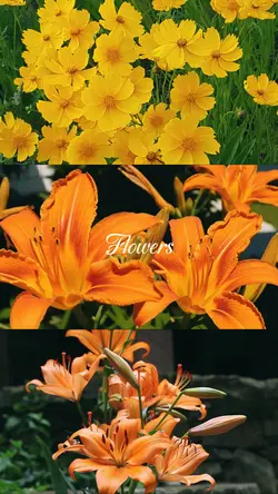 Flowers