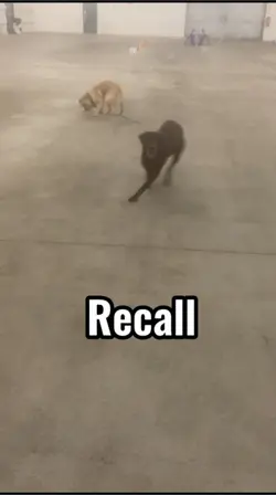 Recall is important👏