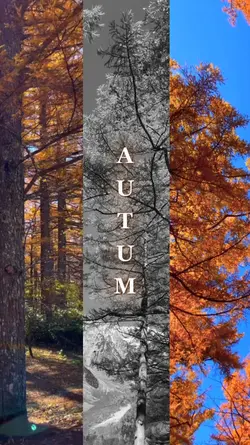 Autum Vibes