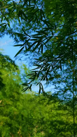 cinematic nature
