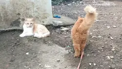 Drama pengantin baru