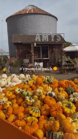 Pumpkin patch 