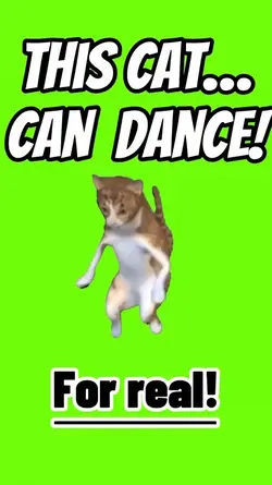 DANCING CAT