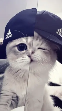 JJ PIKI PIKI 2 FOTO