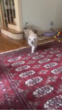 Zena has something t