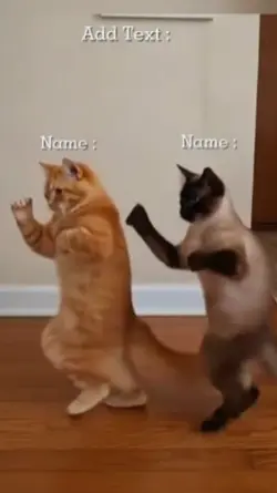 Funny Dance Cat, 