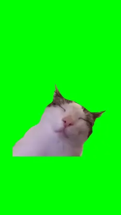 CAT SLEEPING