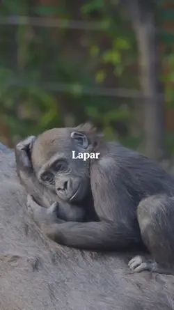 TAHAN LAPAR PUASA