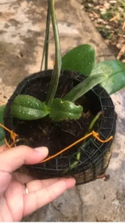 Anggrekbulan