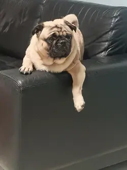 Coby the Pug TRex