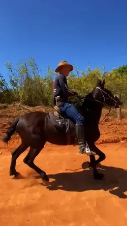 cavalo esquipador 