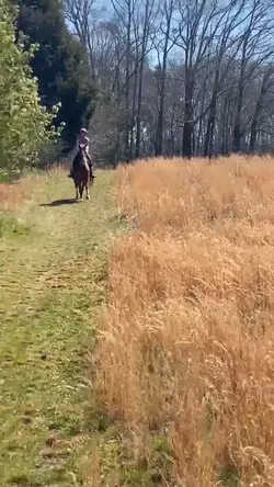 GALLOP ‼️‼️