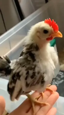 Funny pet video