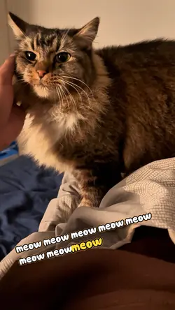 Cat Template (meow)