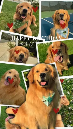 Birthday my dog