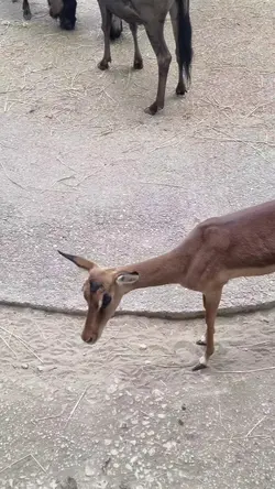 animaux sauvage 