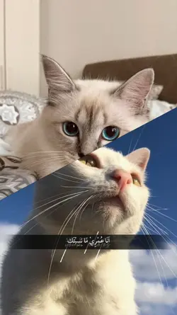 JJ Arab