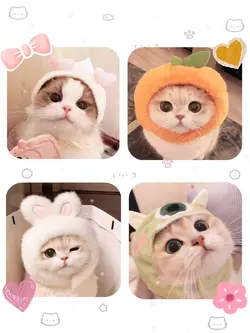 cute cat edit