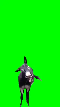 donkey laugh meme
