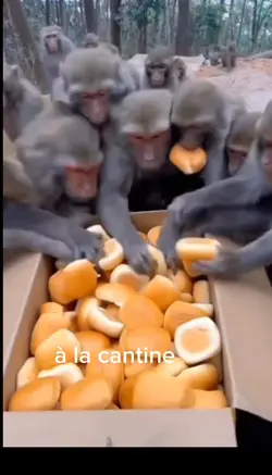 humour 