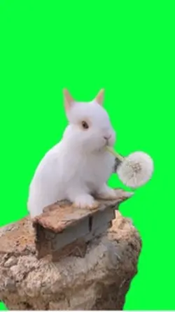 Rabbit Cutout