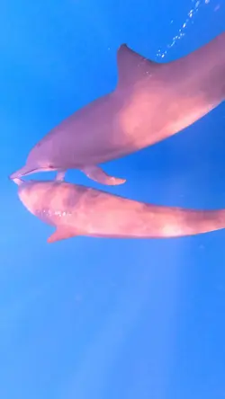 Tour Delfines 🐬 