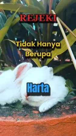 Kelinci imut