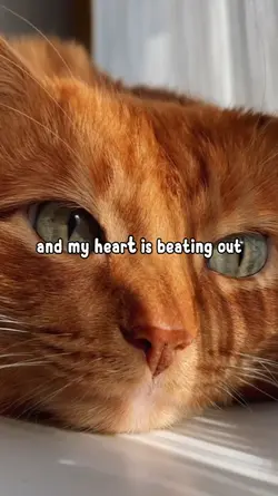 Meow meow meow