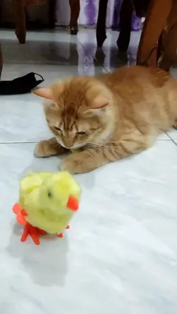 Kucing Lucu 