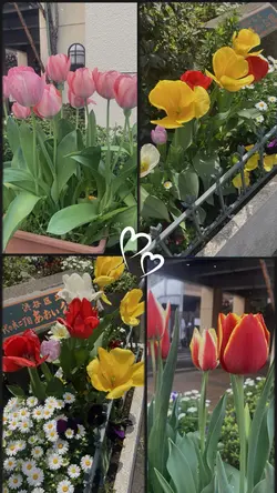 Tulip🌷