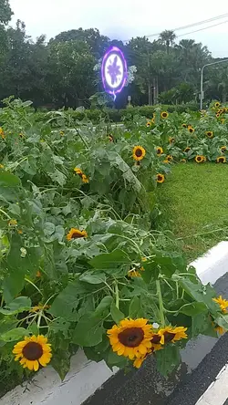 Sunflowers at UP