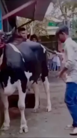 tendangan sapi 
