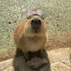 카피바라 GO!