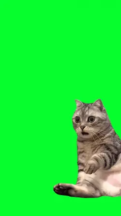 cat shocked face 