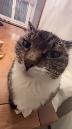 JJ MEME KUCING + OM