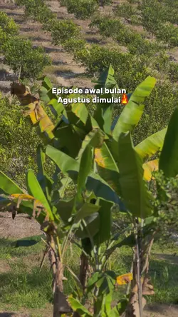 Episode awal Agustus