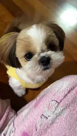 My dog