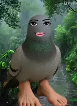genung pigeon 