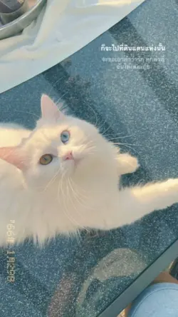 ชอบเลี้ยงแมวไหม
