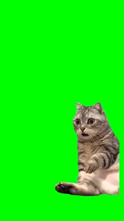 gatito