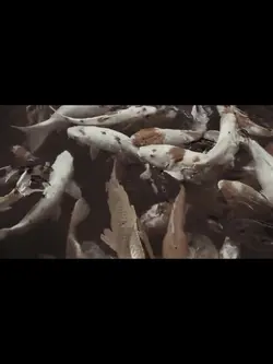 シネマティック🎬cinematic✨