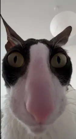 wawaju