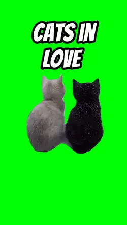 Cats in love 