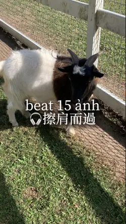beat 15 ảnh