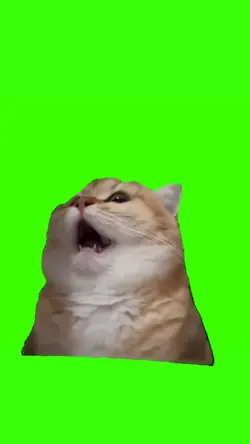 1st meme cat in 2024