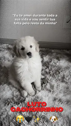 Luto cachorrinho 🥺🐾✨